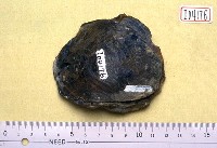 藏品(貝類碎殼一個)的圖片